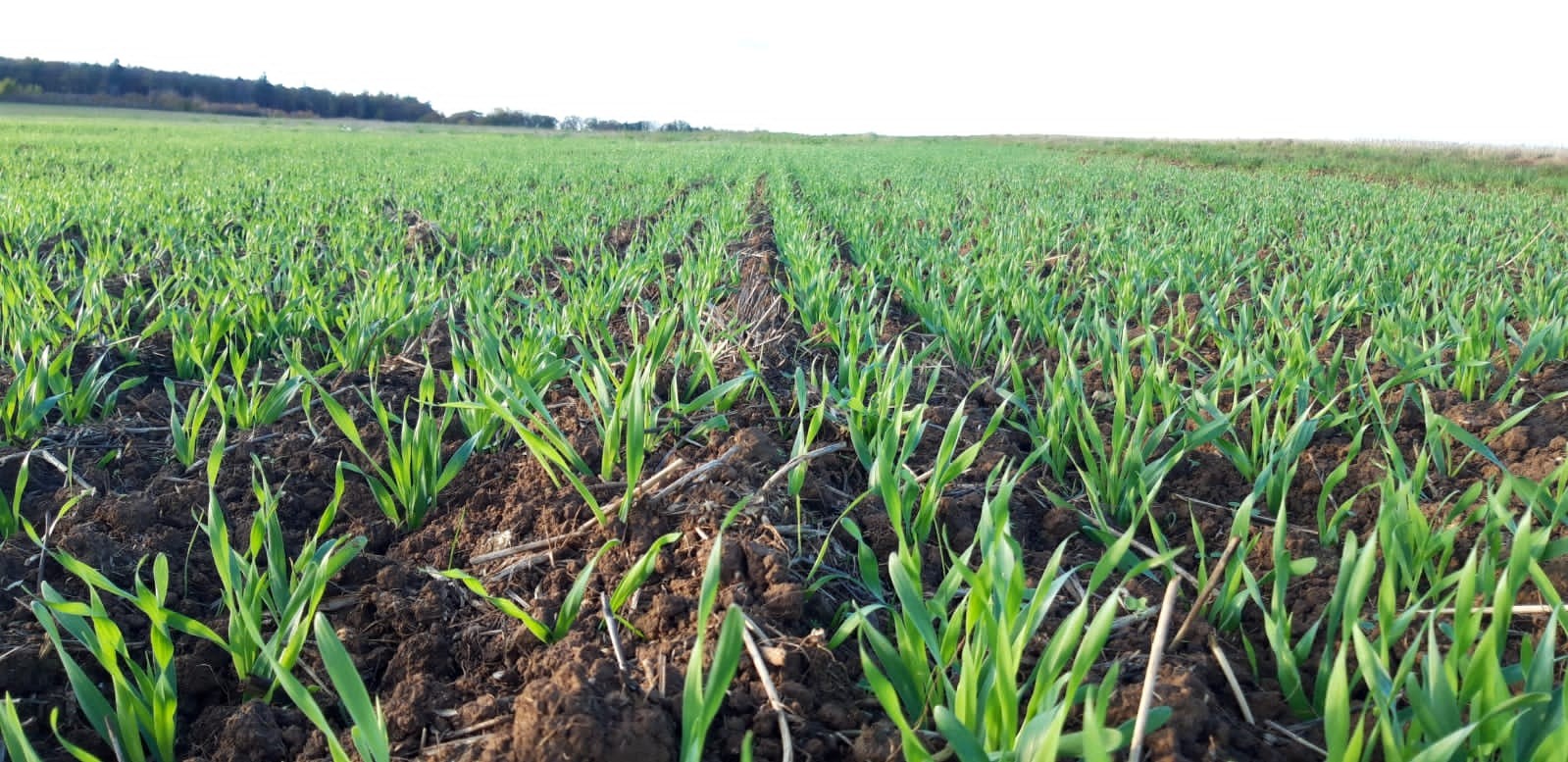 Landschaftspflege und Blühflächen