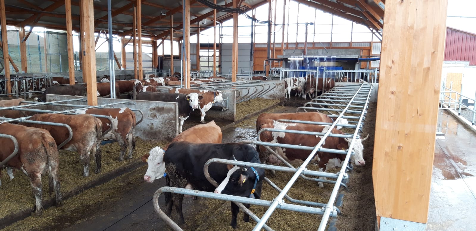 Kuhstall Liegeboxen