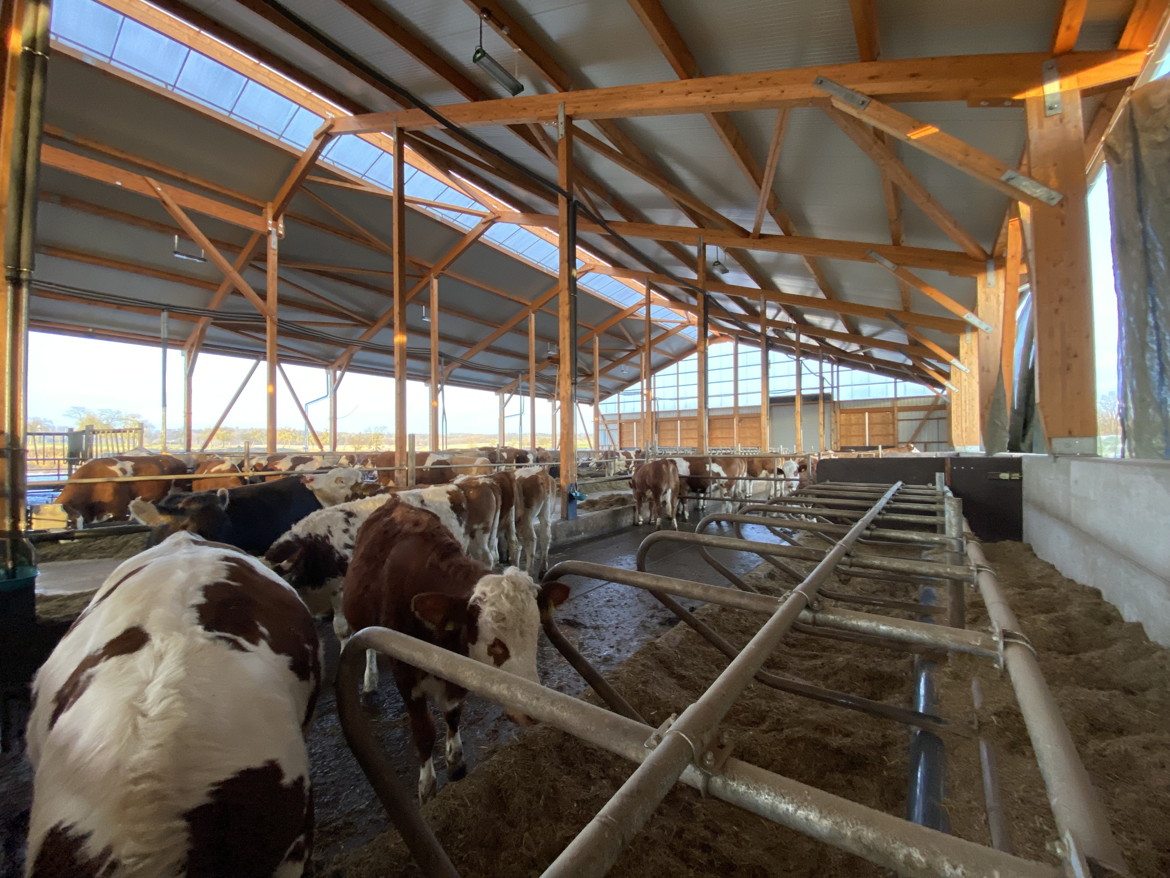 Kuhstall Innenansicht